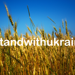 Ein Weizenfeld mit strahlend blauem Himmel darüber, Symbol der Ukraine. Hashtag #standwithukraine